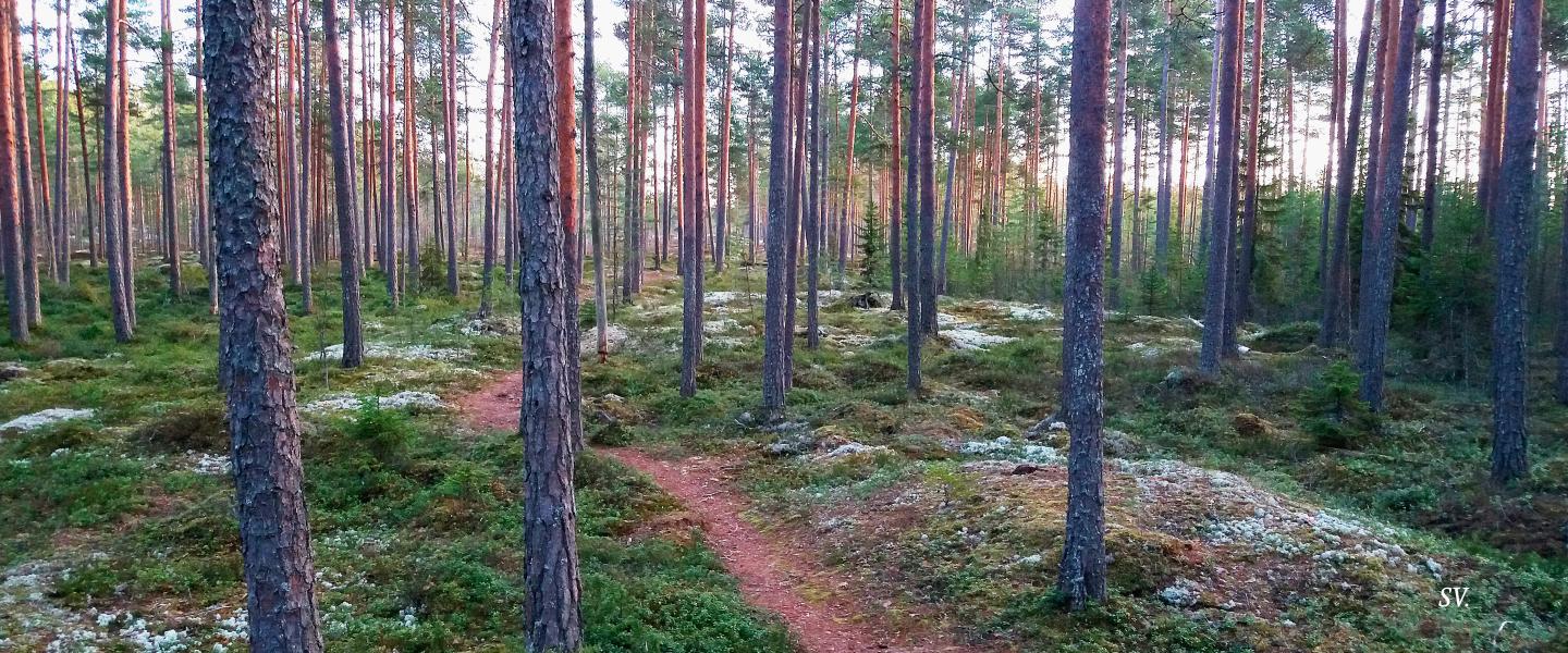 nurmo