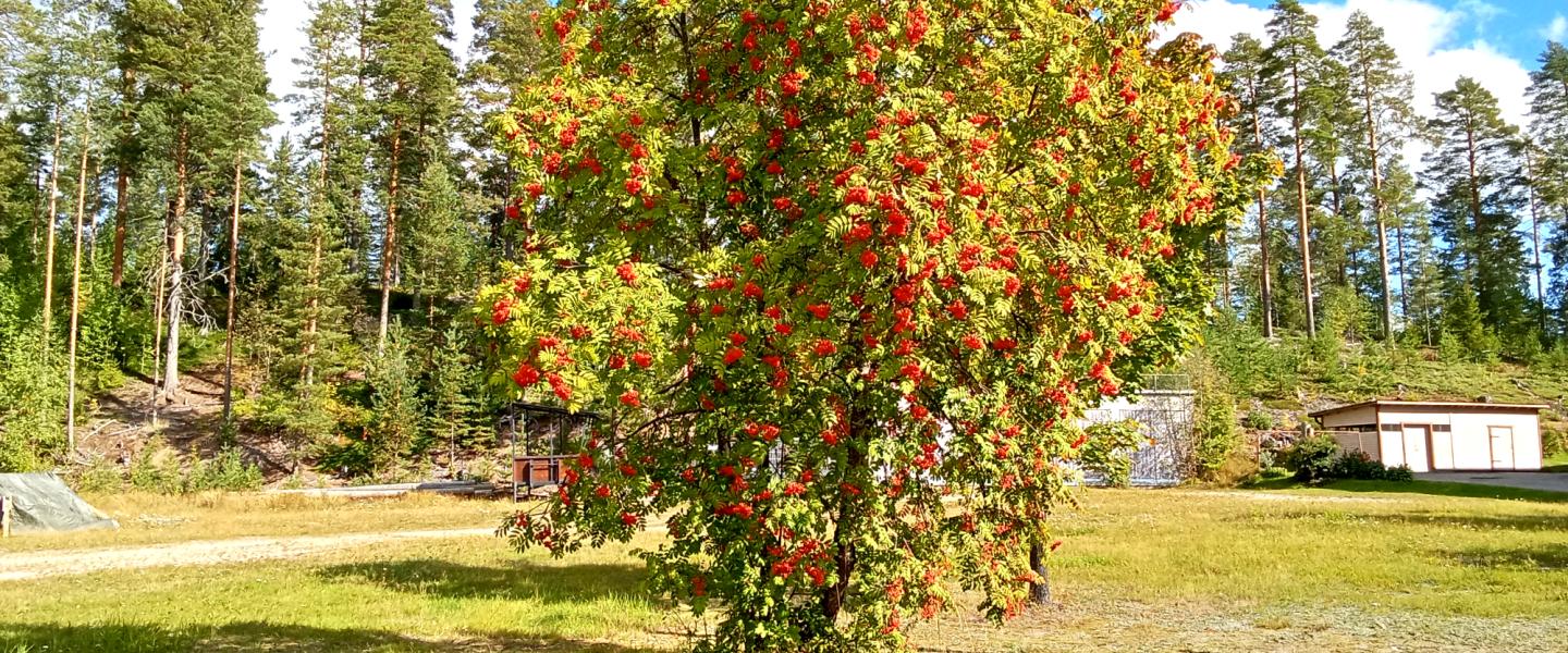 pihlaja