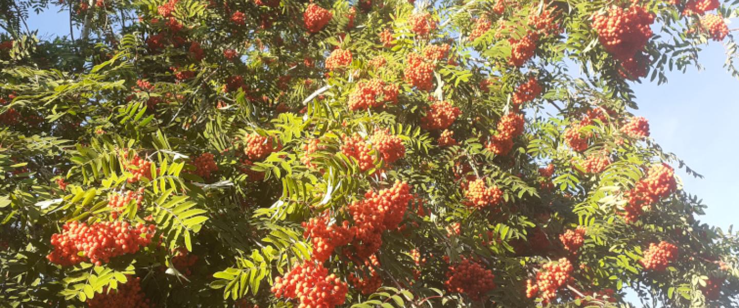 Paljon punaisia marjoja pihlajan latvassa