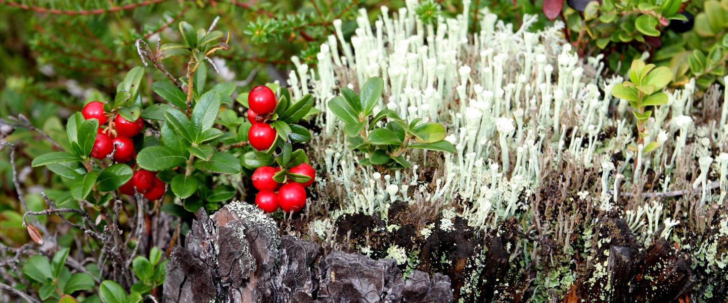 agsyksypuolukka