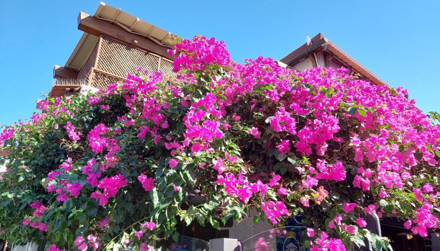 Bougainville10