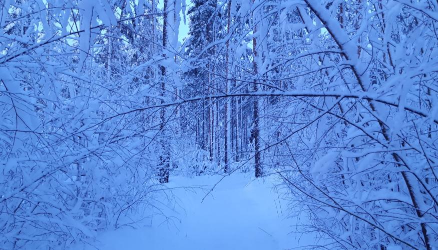 Lumipuut1